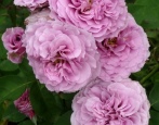 Rose Lavendel Eis