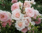 Rose Lovely Meilland