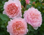 Rose Wildive