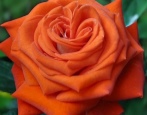 Rose Verano