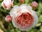 Rose William Morris
