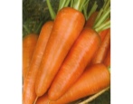 Vita Lange Karotten