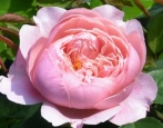 Rose Die Alnwick Rose