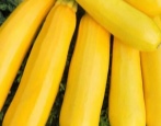 Zucchini Gelbfruchtig