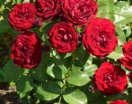 Rose Loveaglut