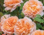 Rose Lady Gärtner