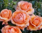 Rose Lady Marmelade