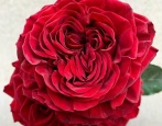 Rose Myra Rot