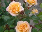 Rose Macarena