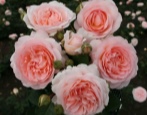 Rosen Märzensauber