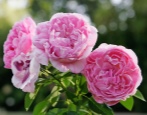 Rose Maria Rose