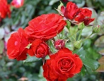 Rose montana