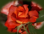 Rose naranga