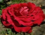 Rose Norita
