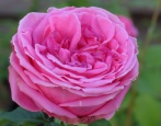 Rose Auguste Renoir