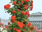 Rose Orange Meilandina