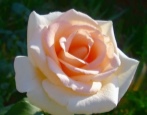 Rose von Osiana