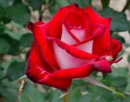 Rose von Osirien