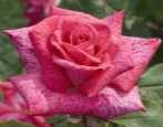 Rose Pierre Cardin
