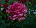 Rose Pink Intuition