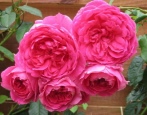 Rose Rosa Wolke