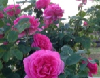 Rose Rosa Frieden
