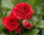 Rose Red Leonardo da Vinci