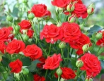 Rose Red Mikado