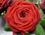 Rose Red Naomi