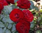 Rose Red Sensation