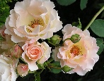 Rokoko-Rose