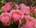 Rose Romantische Antik