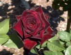 Rose Royal Baccarat