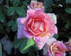 Rose Rose de Cistercien