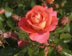 Rose Sommersohn
