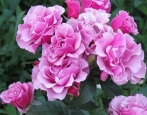 Rose von Santa Barbara
