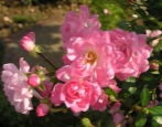 Rose Satina