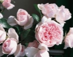 Rose Aschenputtel