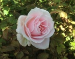 Rose Sweet Avalange