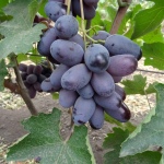 Alvik druer