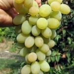 Agostino uva