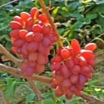 Bøhmiske druer