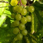 Venskab druer