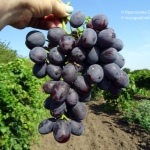 Grape everest