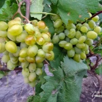 Galahad druer