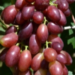 Hindbær Zarya druer