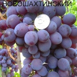 Moscato d'uva Novoshakhtinsky