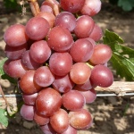 brogede druer