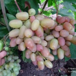 Trasfigurazione dell'uva