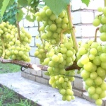 Prima druer i Ukraine
